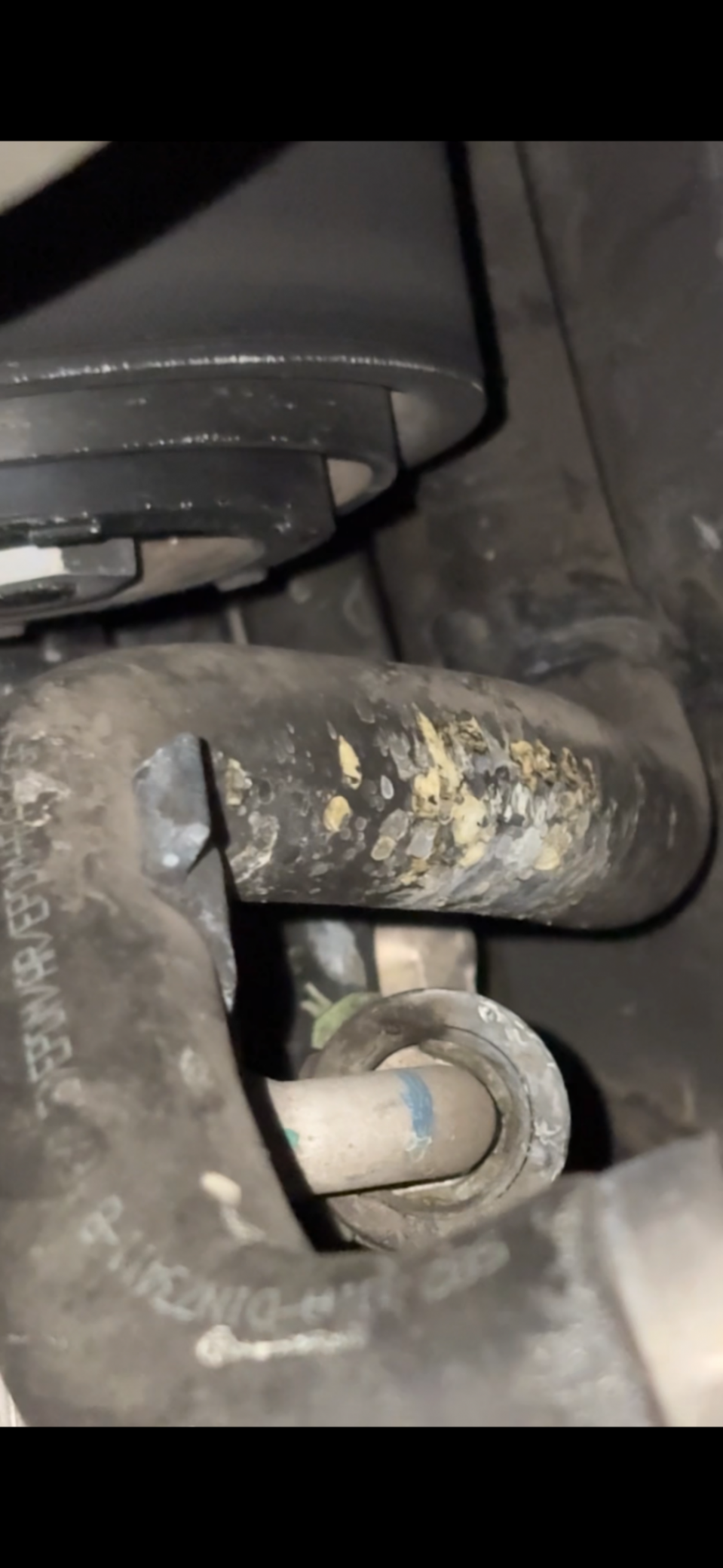 An image attached to this post, provided by the poster