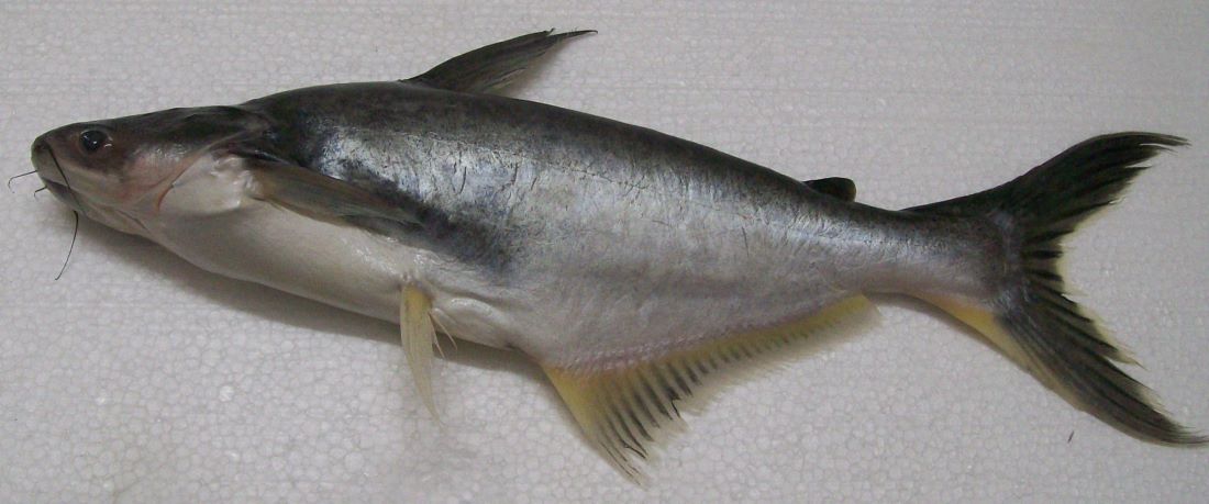 Name:  Pangasius filet.jpg
Views: 566
Size:  69.2 KB