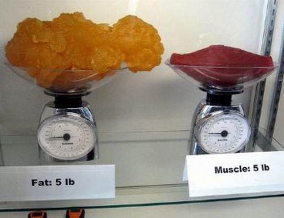 Name:  Fat and muscle..jpg
Views: 3315
Size:  27.6 KB