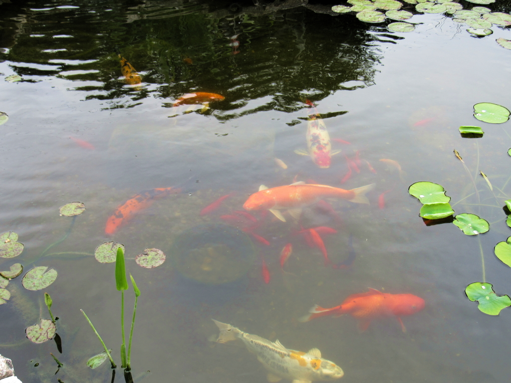 Name:  pond-fish.jpg
Views: 20280
Size:  648.7 KB
