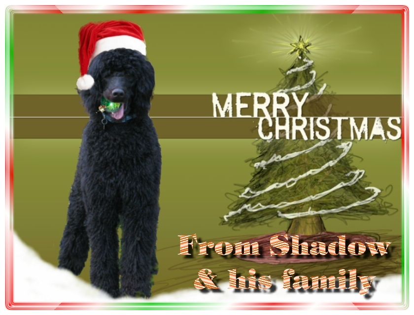 Name:  shadow-christmas-card-3.jpg
Views: 34849
Size:  291.5 KB