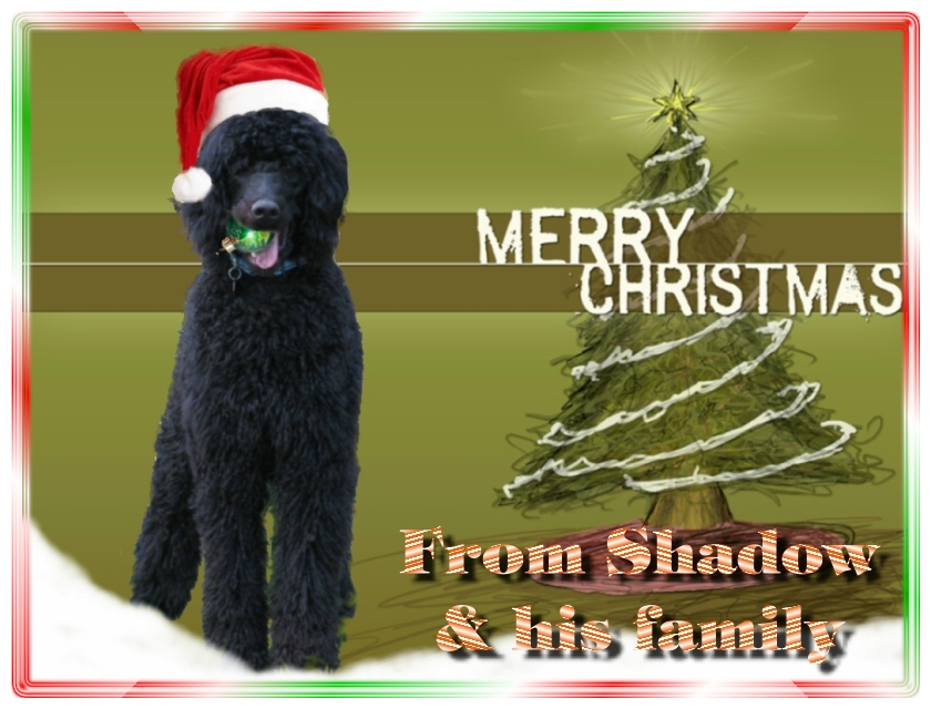 Name:  shadow-christmas-card-3.jpg
Views: 35007
Size:  291.5 KB
