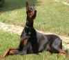 Dobie Dog user avatar